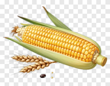 Corn On The Cob With Wheat PNG