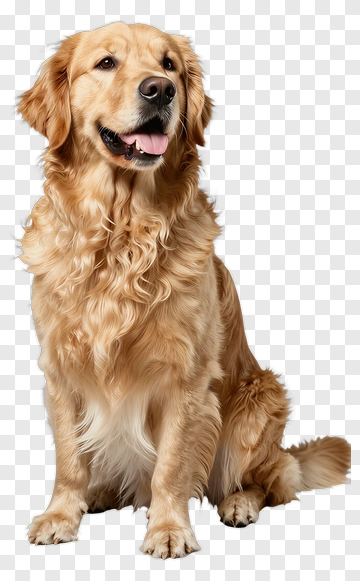 Golden Retriever Sitting And Smiling PNG