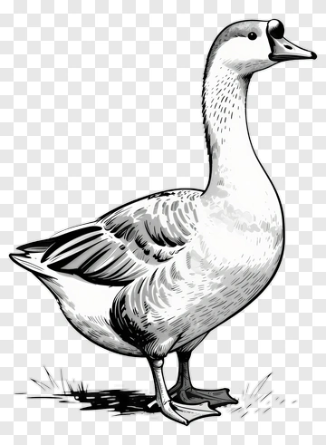 Black And White Duck PNG