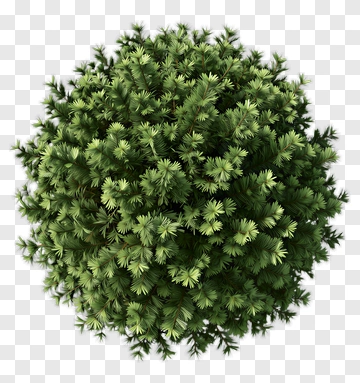 Green Bush PNG