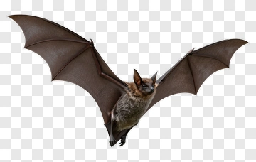 Bat In Flight PNG