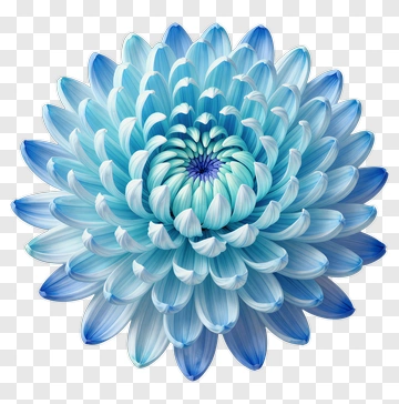 Blue Chrysanthemum Flower PNG