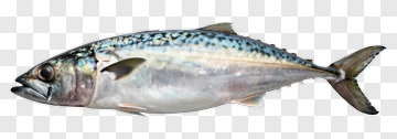 Mackerel Fish PNG