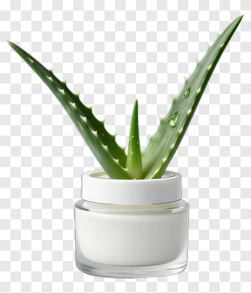 Aloe Vera Plant In A Glass Container PNG