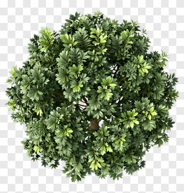 Green Tree PNG