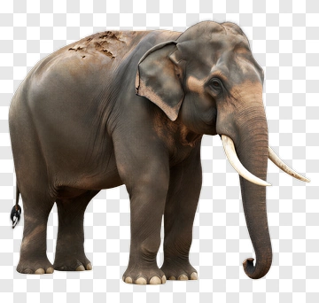Elephant PNG