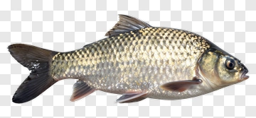 Realistic Fish PNG