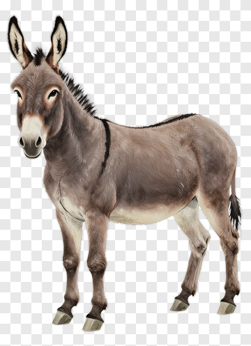 Realistic Donkey Standing PNG