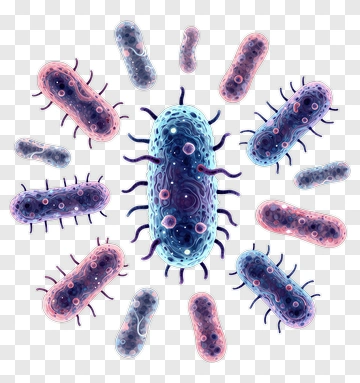 Colorful Bacteria Illustration PNG