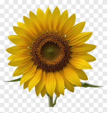 Sunflower Blooming In Bright Yellow PNG