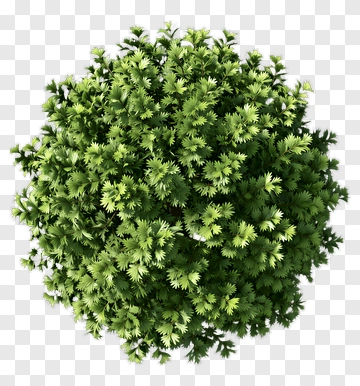 Green Bush PNG