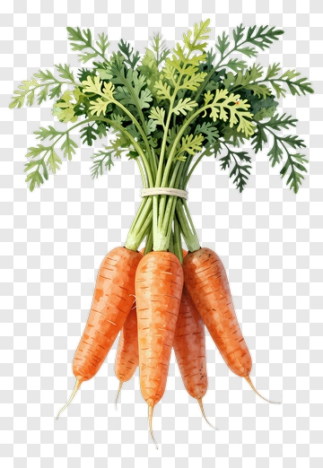 Bunch Of Fresh Carrots With Green Leaves PNG