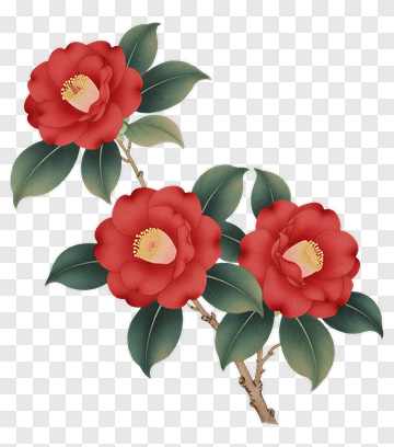 Red Camellia Flowers With Green Leaves PNG