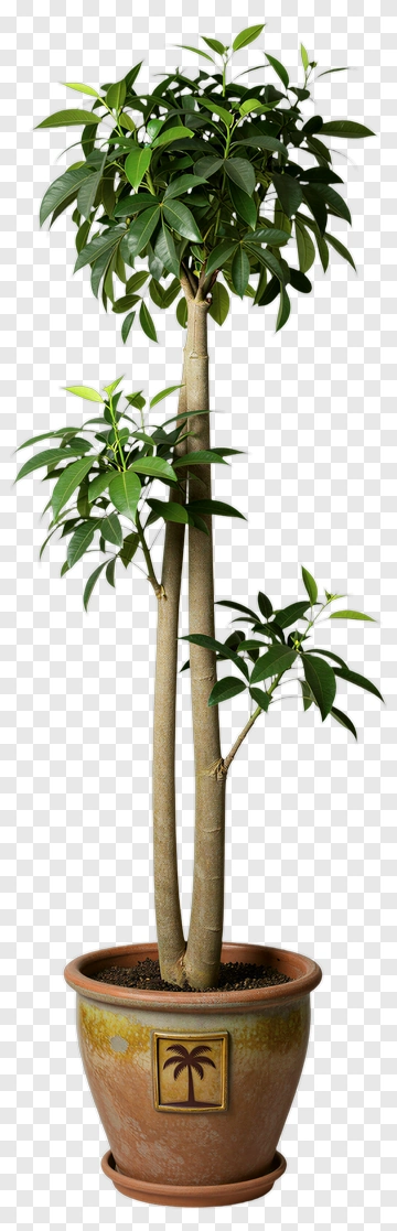 Potted Tree In Decorative Pot PNG