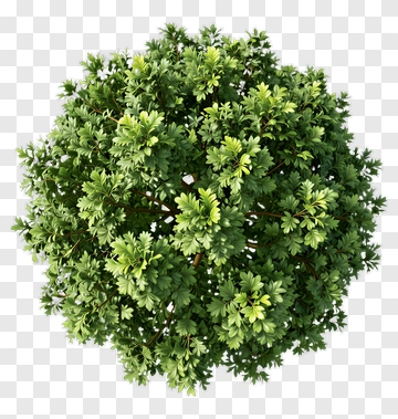 Green Tree PNG