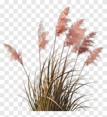 Pampas Grass Arrangement PNG