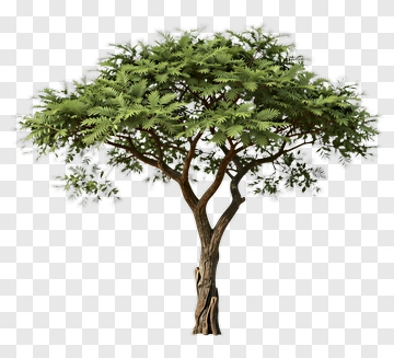 Tree With Green Foliage PNG