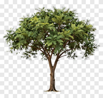 Realistic Tree PNG