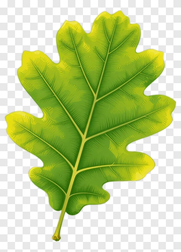 Green Oak Leaf PNG
