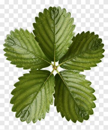 Green Leaf PNG