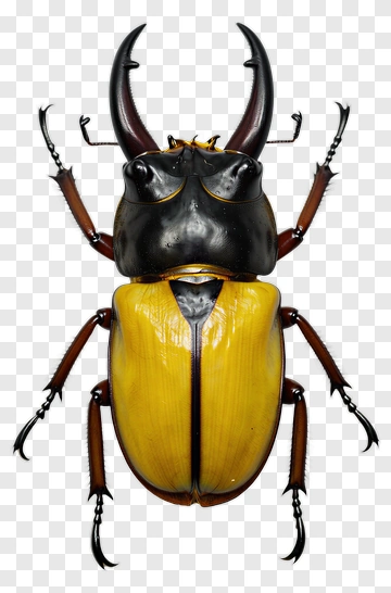 Beetle With Horns And Yellow Body PNG