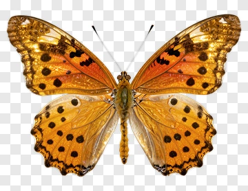 Butterfly With Orange And Black Patterns PNG