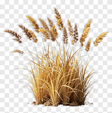 Golden Grass Bunch PNG