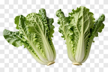 Fresh Romaine Lettuce Heads PNG