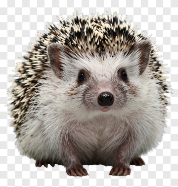 Cute Hedgehog PNG