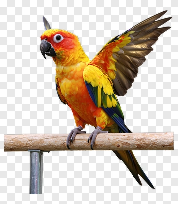 Colorful Parrot Perched On A Branch PNG
