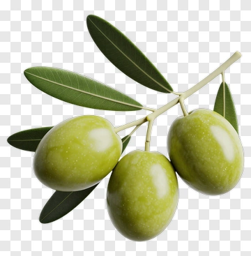 Green Olives On A Branch PNG