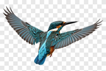Colorful Kingfisher In Flight PNG