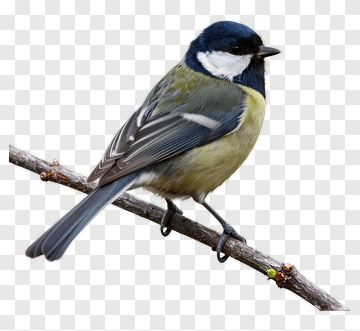 Bird Sitting On A Branch PNG