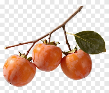 Persimmon Fruit On Branch PNG