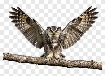Owl Spreading Its Wings On A Branch PNG