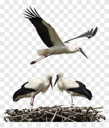 Storks Nesting With A Flying Stork PNG