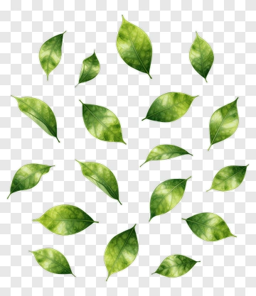Green Leaves Collection PNG