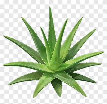 Aloe Vera Plant PNG