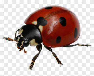 Ladybug With Red And Black Spots PNG