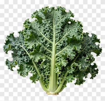 Fresh Kale Leaf PNG