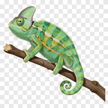 Colorful Chameleon On A Branch PNG