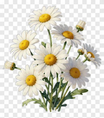 Bouquet Of White Daisies PNG