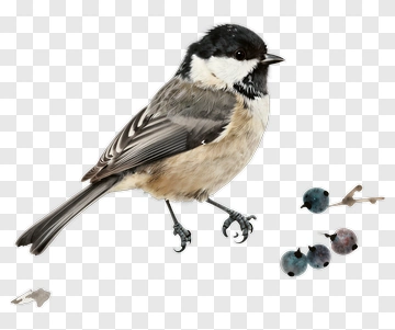 Bird With Colorful Objects PNG