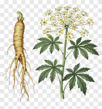 Ginseng Root And Plant Illustration PNG