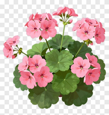 Pink Flower Bouquet PNG