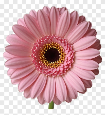 Pink Gerbera Daisy Flower PNG