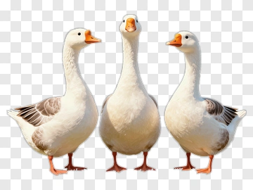 Three Geese Standing Together PNG