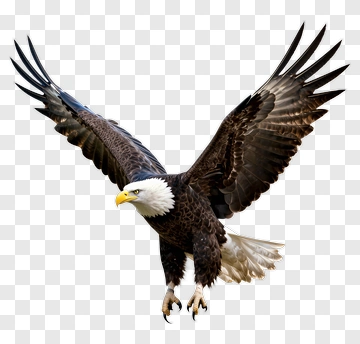 Bald Eagle In Flight PNG