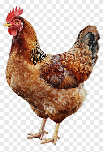 Realistic Brown Chicken PNG