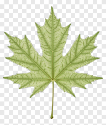 Green Maple Leaf PNG